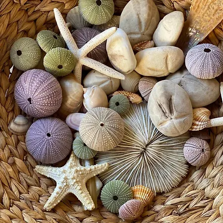 Olive Hill * Elevtheraí