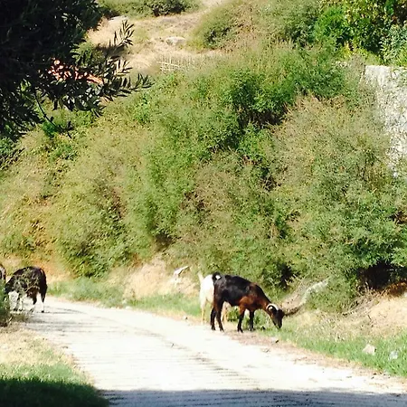 Apartment Olive Hill